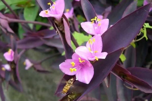紫色叶子的植物叫什么，其实就是紫竹梅