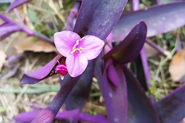 紫色叶子的植物叫什么，其实就是紫竹梅