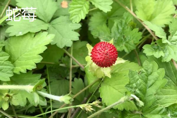 蛇莓草怎么繁殖，可以用匍匐茎扦插法和分株法来繁殖