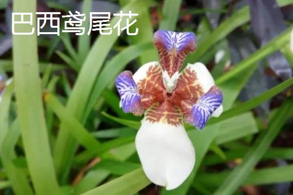 鸾尾花和鸢尾花是同一品种吗，二者不是同一物种