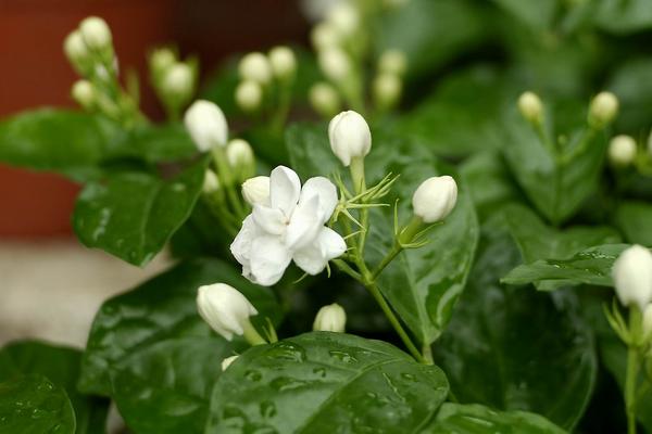 茉莉花的花语，寓意忠贞尊敬、和蔼可亲等