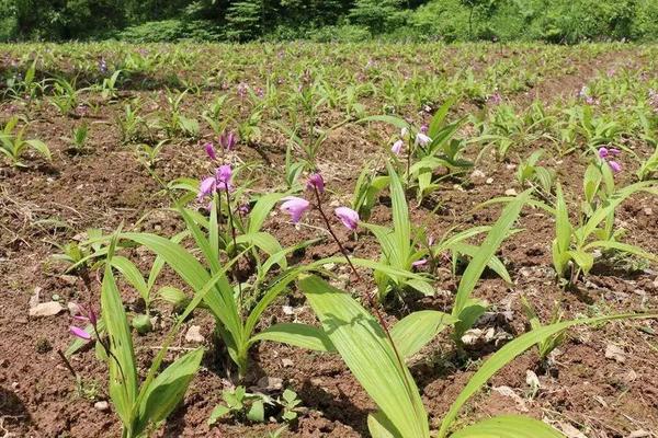 白芨种子的价格，普遍在50-60元一斤