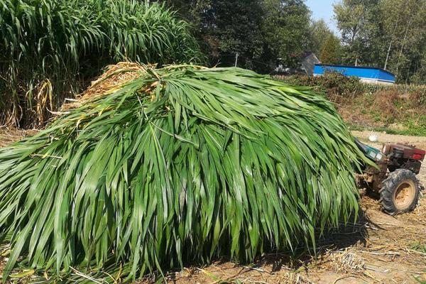 菌草是什么植物，是一种草本植物