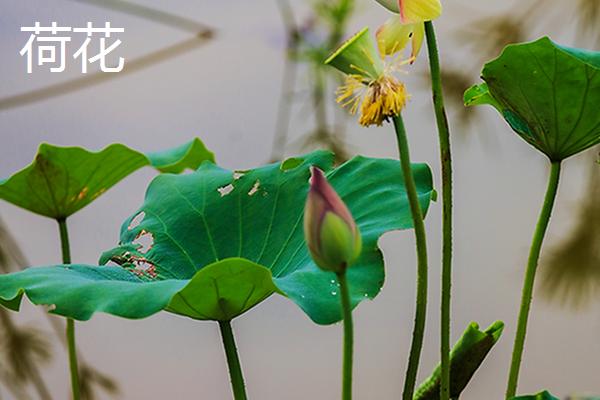 荷花和莲花的区别，种类、叶片和花朵均不同