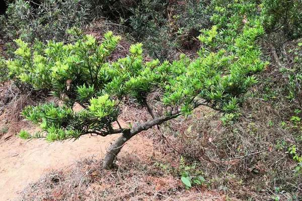 罗汉松一年长多大，茎干可长粗1-2厘米