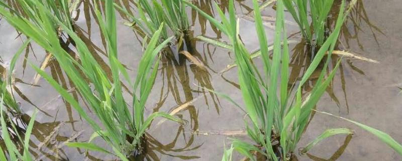 水稻叶片发黄的原因，可能是缺乏养分或土壤不适等
