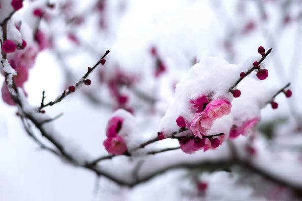 冬天开的花有哪几种花，梅花、水仙花、玉兰花等都在冬天开放