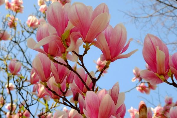 冬天开的花有哪几种花，梅花、水仙花、玉兰花等都在冬天开放