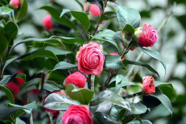 冬天开的花有哪几种花，梅花、水仙花、玉兰花等都在冬天开放