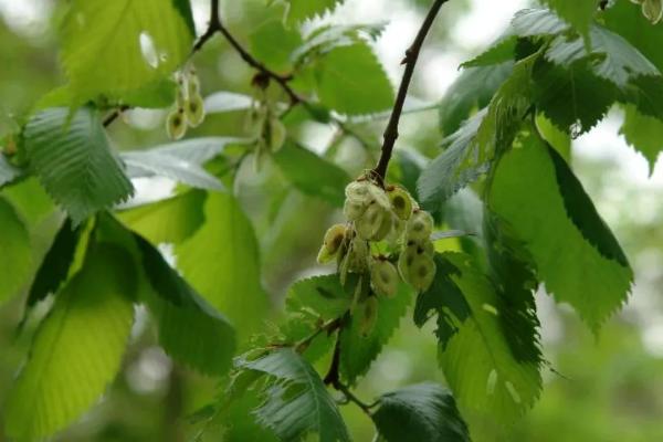 哪些植物适合在盐碱地种植，白蜡树、沙棘、枸杞、胡杨树等植物是适宜选择