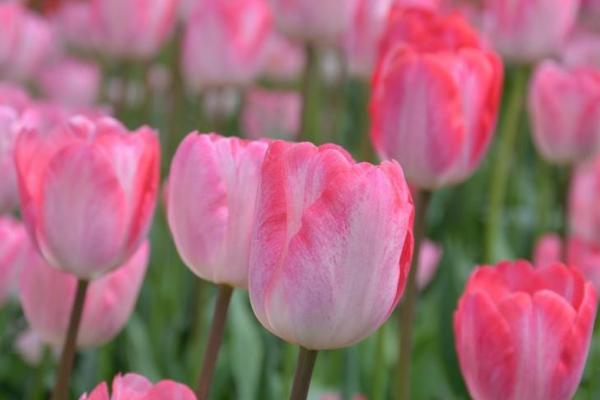 郁金香花的花语，寓意美丽祝福、神秘高贵等