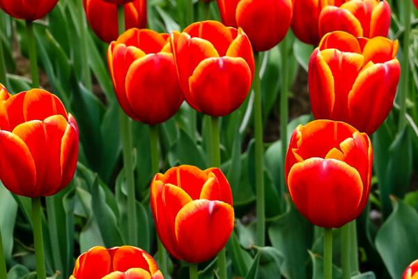 郁金香花的花语，寓意美丽祝福、神秘高贵等