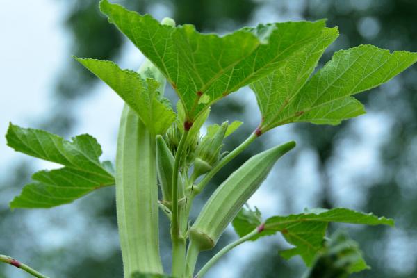 秋葵的种植方法，采取浸泡催芽的方法提高发芽率