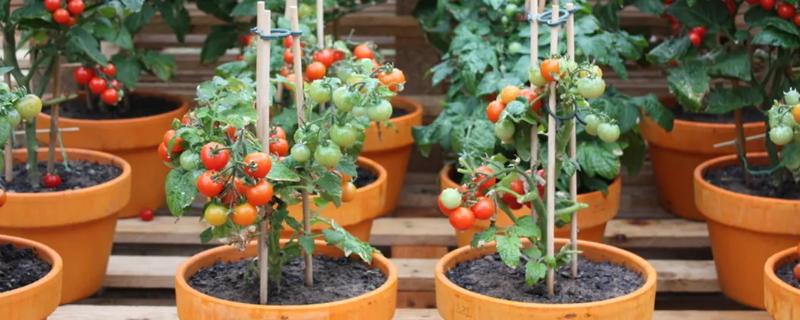 盆栽小西红柿的剪枝方法，生长过于密集的枝叶需及时进行疏剪