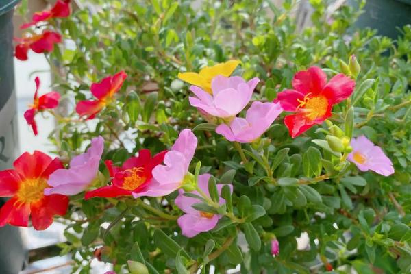 20天左右可以开花的植物，常见的有蓝雪花、太阳花、风雨花等