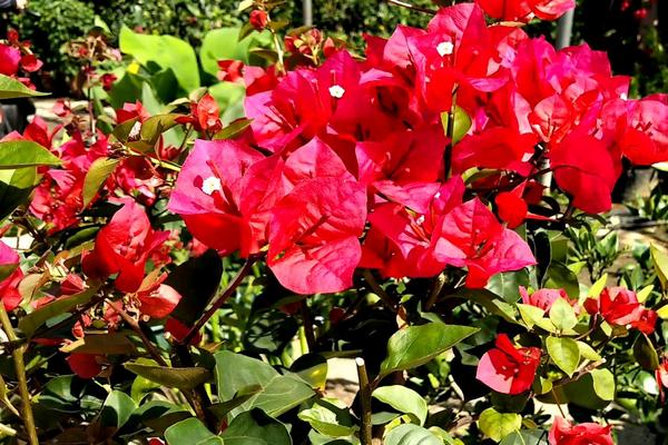 三角梅冬天开花吗，花期从冬季持续到夏季