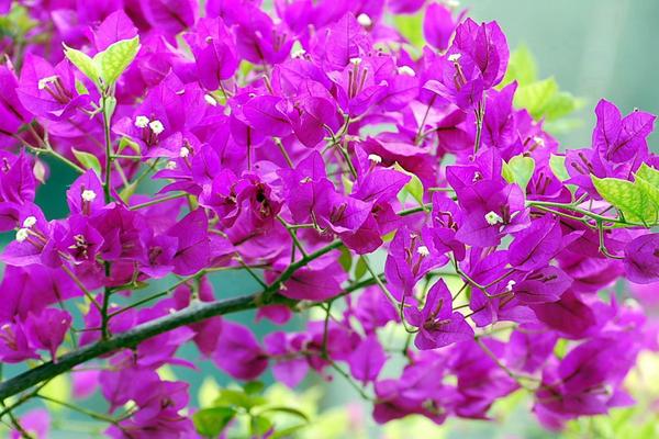 三角梅冬天开花吗，花期从冬季持续到夏季