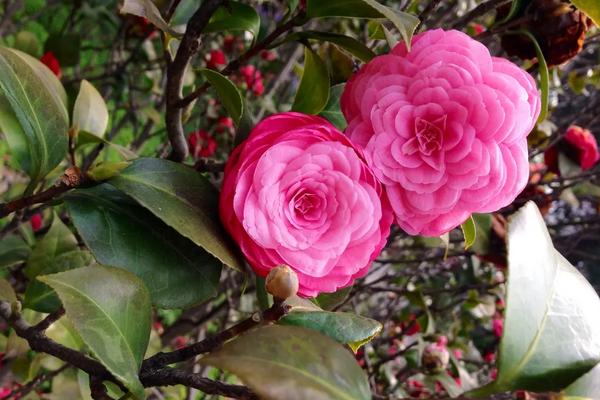 冬天开哪些花卉，有腊梅、茶花、君子兰等