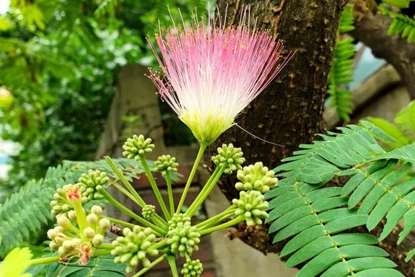 什么花不能浇硫酸亚铁，月季花、丁香、合欢花、紫薇都不能浇