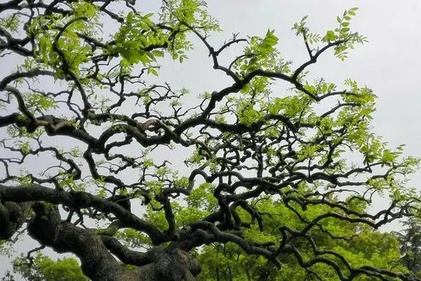 龙爪槐适合在庭院种植吗，适宜栽种到行间距较大的庭院中