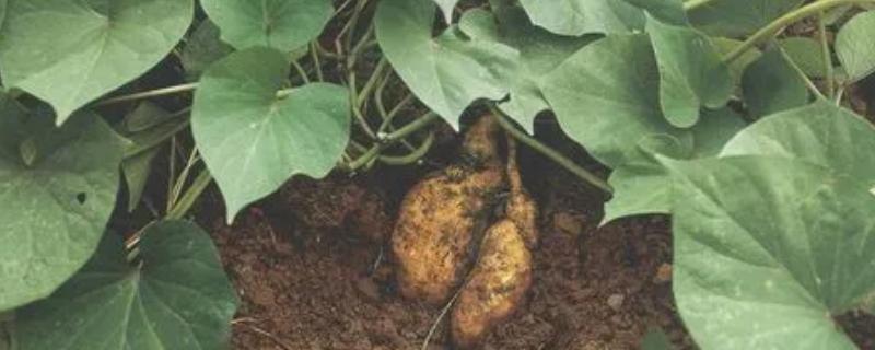甘薯的繁殖方式，繁殖方式是用根