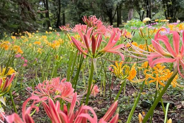 石蒜花的寓意，寓意美丽诱人、圣洁温柔等