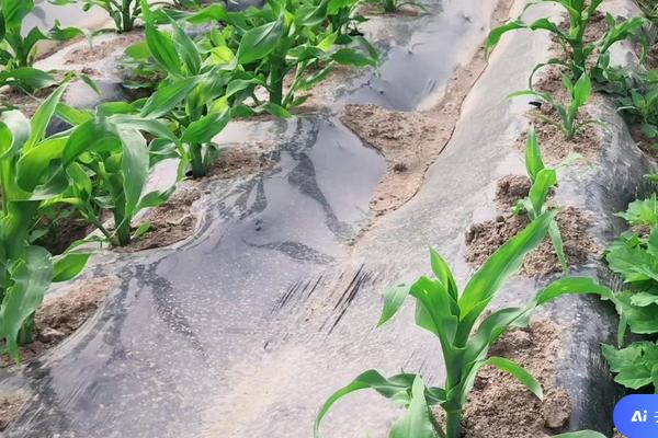 怎么除草不让草在长起来，可手动拔除或通过氨基酸肥料进行清除等