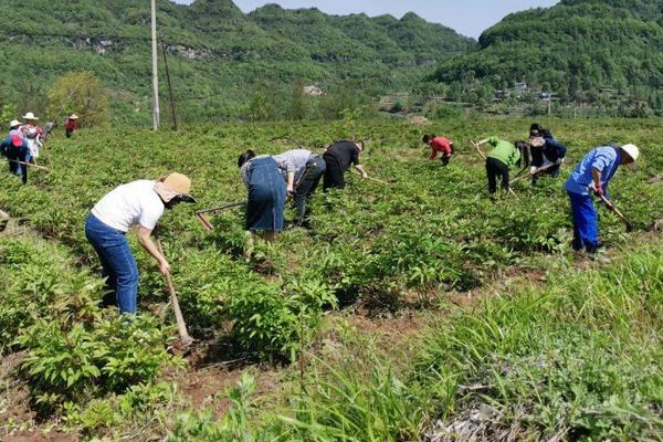 怎么除草不让草在长起来，可手动拔除或通过氨基酸肥料进行清除等