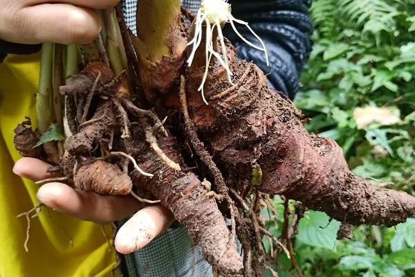 野生七叶一枝花有几种，只有一个品种但各地叫法不同