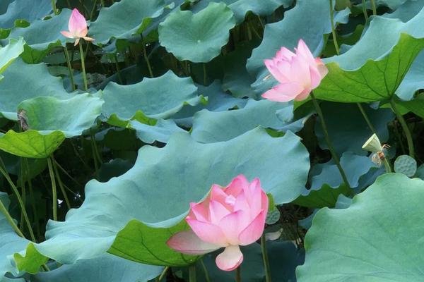 夏季适合种什么花，可种荷花、太阳花、茉莉花、三角梅等