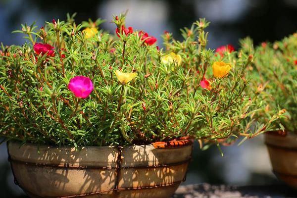 夏季适合种什么花，可种荷花、太阳花、茉莉花、三角梅等