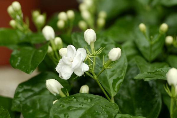 夏季适合种什么花，可种荷花、太阳花、茉莉花、三角梅等