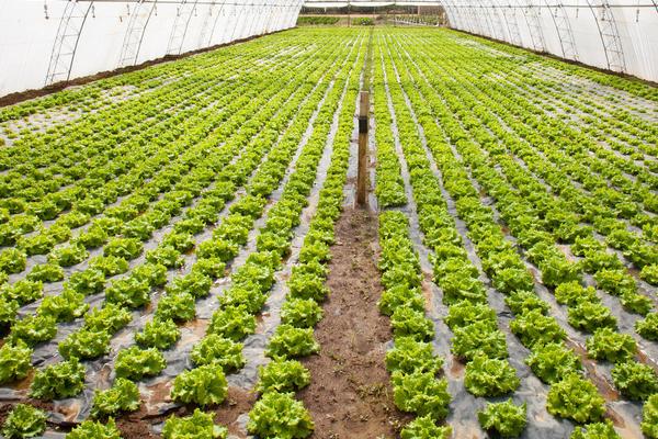 生菜的种植时间，根据季节、品种、地区调整种植时间