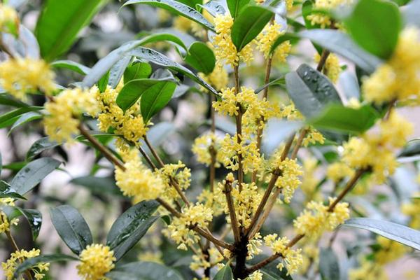 桂花树怎样修剪，重度修剪在每年的1-2月份