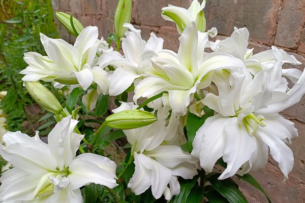 百合花放在卧室好吗，香味浓烈会导致失眠