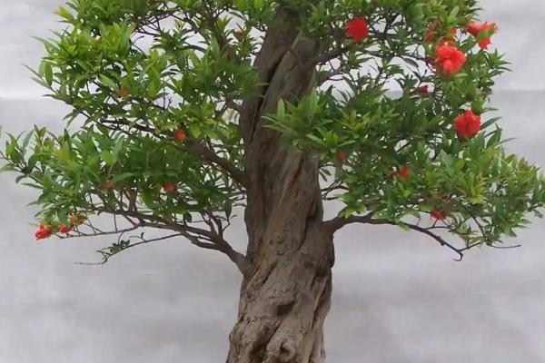 石榴盆景怎么养，在生长旺季要定期浇水