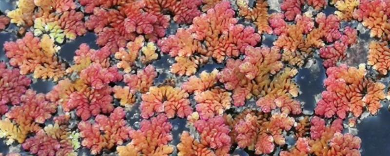 满江红是什么植物，属于蕨类植物