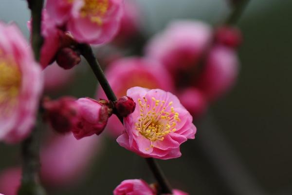 梅花的花语，寓意坚韧自强、高风亮节、谦虚高雅等