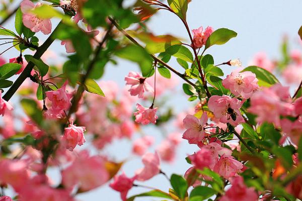 海棠花何时开花，花期与具体的品种有关