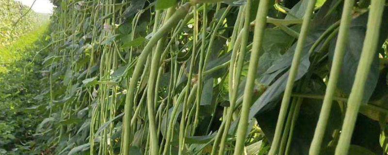 长豆角的种植方法，适合生长在较为湿润的环境中