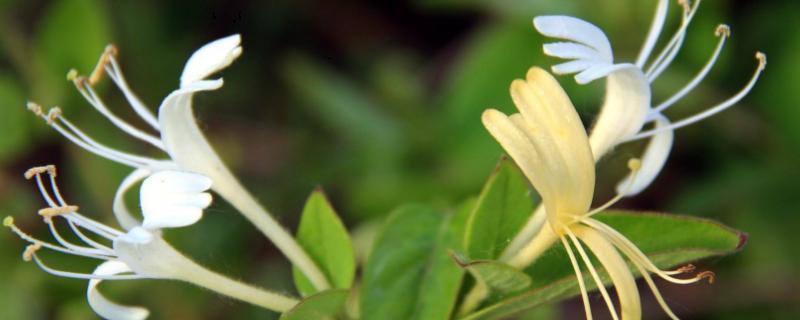 金银花的种植方法，在2-6月和9-12月进行