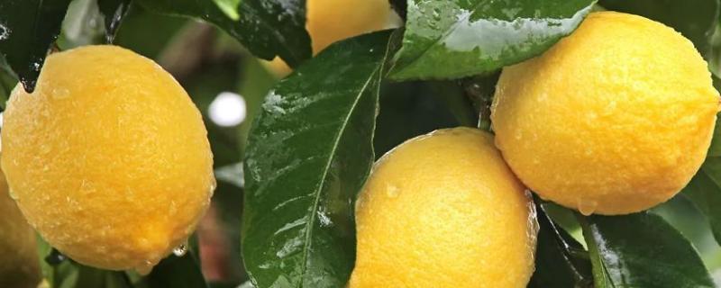柠檬的种植方法，应栽种在向阳的环境中