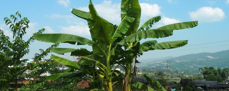 怎么养芭蕉树，每隔3天左右浇一次水