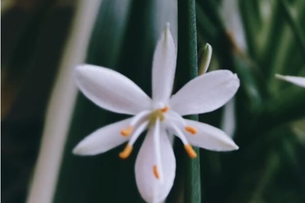 吊兰的花语，寓意是无奈又给人希望