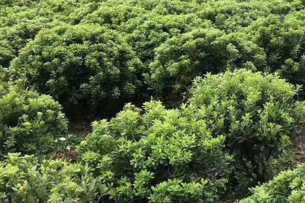 海桐树的养殖方法，生长温度在15-30℃之间