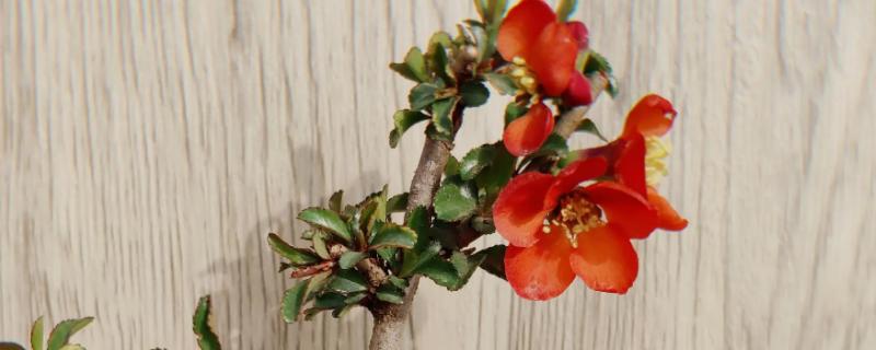 长寿梅红花一号简介，一般都是3-6朵为一簇开放