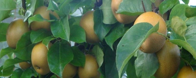 晚秋黄梨的种植方法，整株苗木应带有7个及以上的芽
