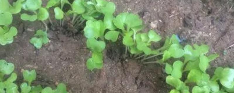 小白菜出芽后几天浇肥，出芽后10-15天浇肥