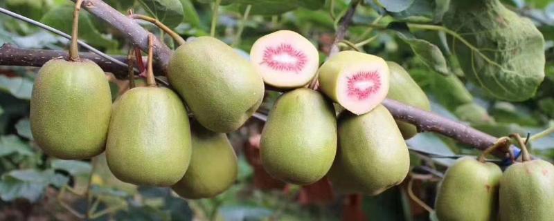 红心猕猴桃何时成熟，一般在8月份下旬到9月份的中旬成熟
