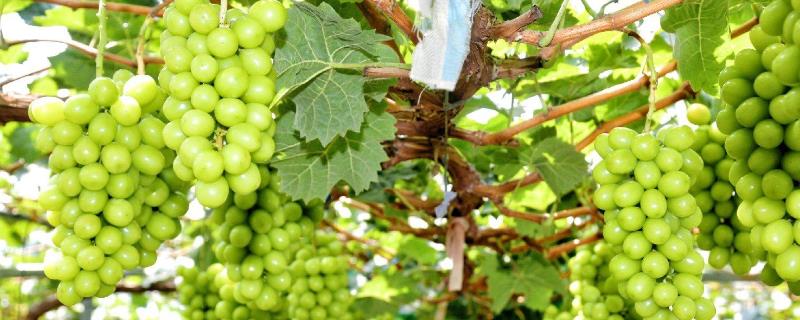 葡萄的种植方法，冬夏两季适合给葡萄修剪